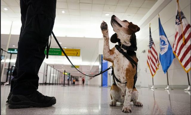 cbp beagle dog