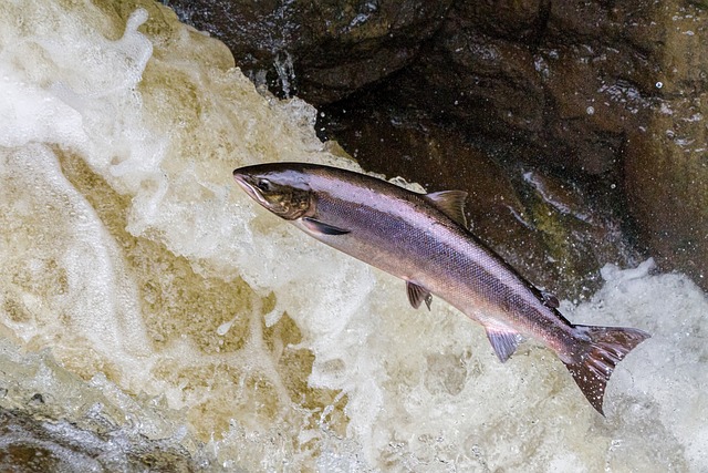Greenies decimated the PNW salmon population with their dam removal scheme, now they want a federal bailout to ‘fix’ things