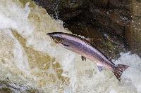 Greenies decimated the PNW salmon population with their dam removal scheme, now they want a federal bailout to ‘fix’ things