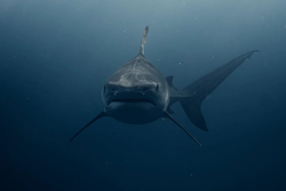 The left is a shark: It dies if it stops moving