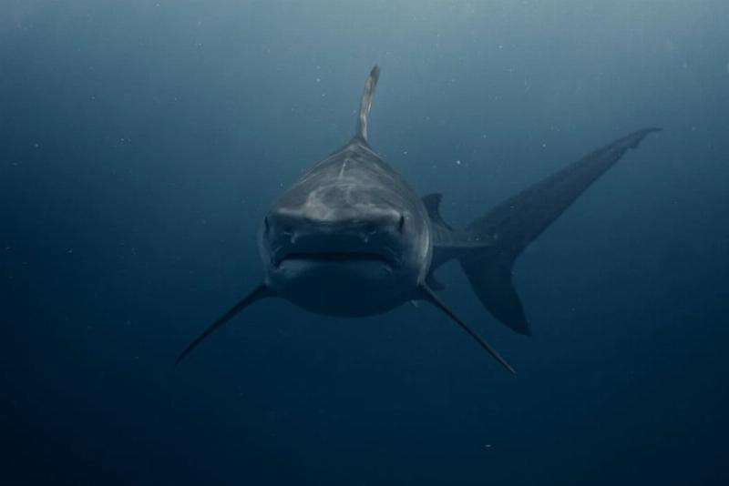 NextImg:The left is a shark: It dies if it stops moving