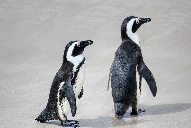 The story of Sphen and Magic, gay penguins
