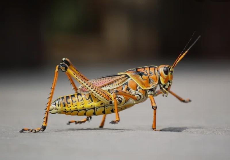 NextImg:An American explains cricket