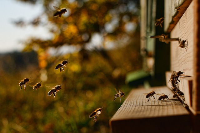 NZ bureaucrats burn $2 million of local apiary’s inventory