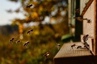 NZ bureaucrats burn $2 million of local apiary’s inventory