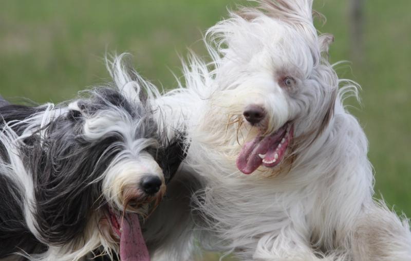 NextImg:Man's Best Friend or Environmental Villains?