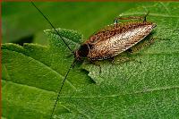 Cockroach milk better than cow's milk, 'experts' say