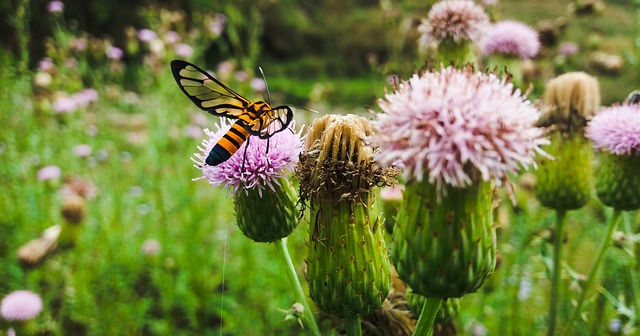 A ‘greening’ Earth is bad for plant-eating animals