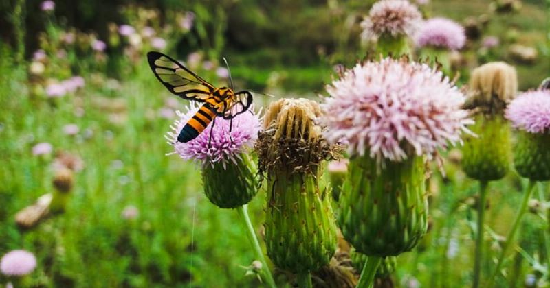 NextImg:A ‘greening’ Earth is bad for plant-eating animals