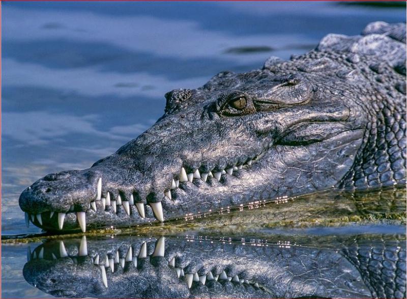 NextImg:Democrats weep crocodile tears about tariffs, but ignore how taxes, regulations, and government spending raise costs