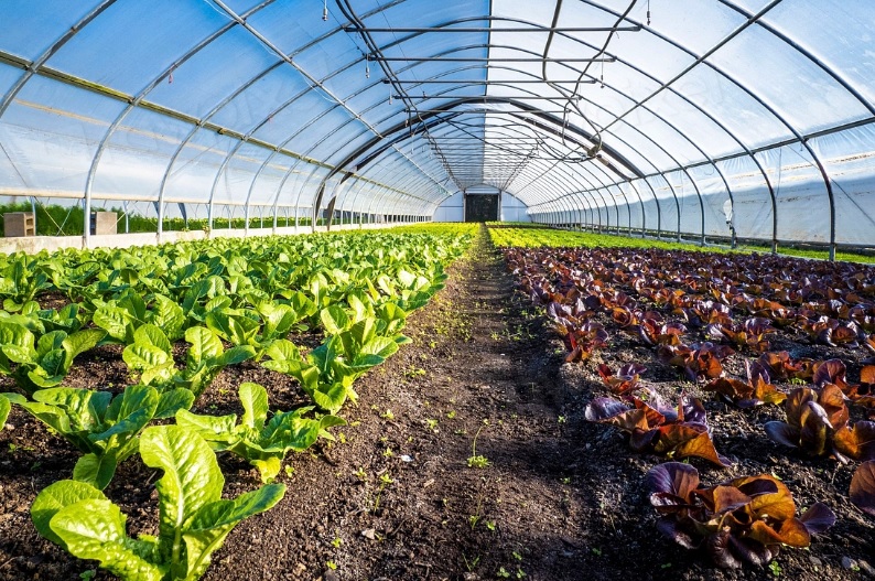 CO2 Sustains Greenhouse Farming Revolution