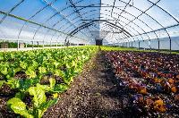 CO2 Sustains Greenhouse Farming Revolution