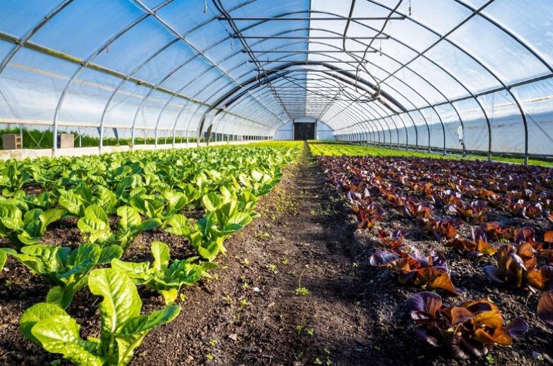 NextImg:CO2 Sustains Greenhouse Farming Revolution