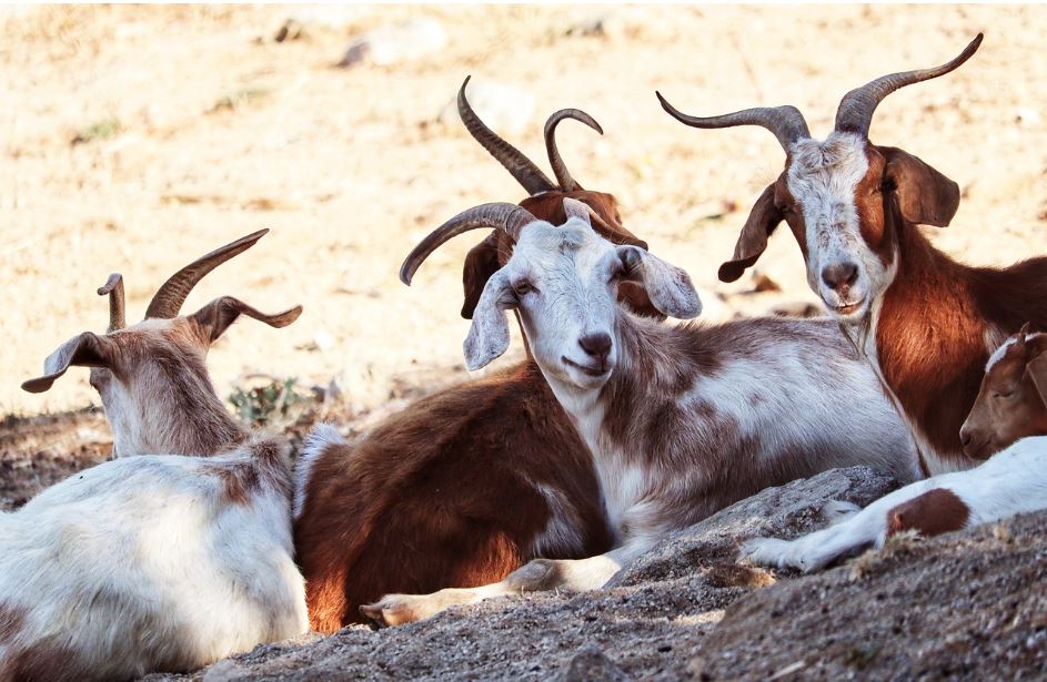 In California, it's kill the goats, keep the union hogs happy