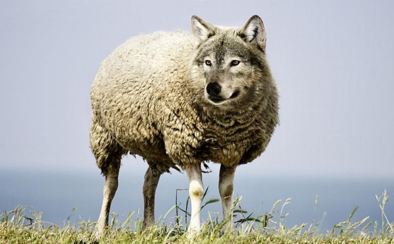NextImg:The SPLC is a leftist wolf in civil rights clothing