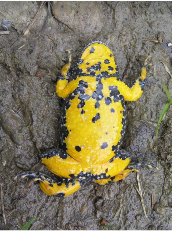 Yellow-bellied Republicans are killing America