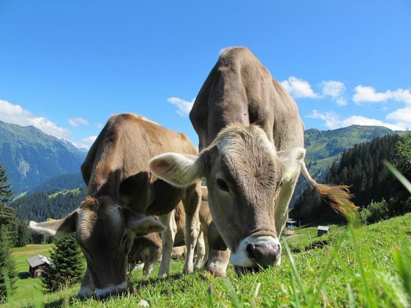 NextImg:Regenerative agriculture: a conservative path to sustainable prosperity