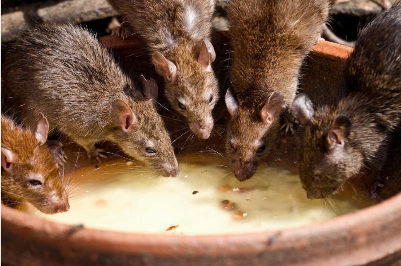 NextImg:Boston becomes the latest Dem-controlled city to call in an ‘urban rodentologist’ for the rat problem