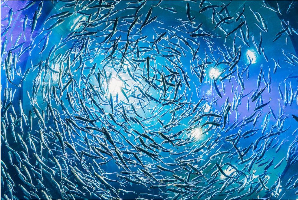 Health of fish stocks contradict climate alarmists' predictions