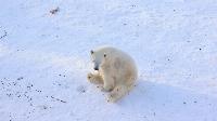 MSM recycling the threatened polar bears story despite it being viciously debunked