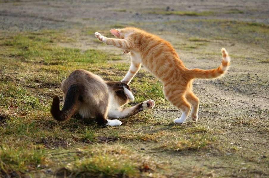 When atheists fight over gender
