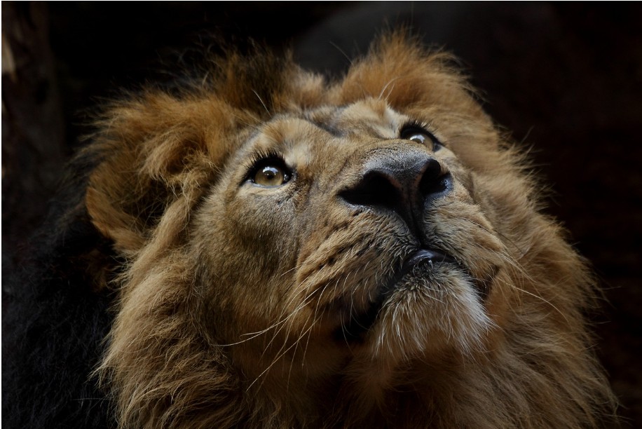 Operation Rising Lion and the Judgment of the Elites