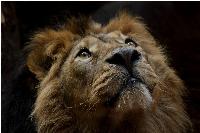 Operation Rising Lion and the Judgment of the Elites