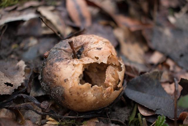 <p><em>Image: Sally V via <a href="https://commons.wikimedia.org/wiki/File:Rotten_apple_under_the_tree.jpg">Wikimedia Commons</a>, <a href="https://creativecommons.org/licenses/by-sa/4.0/deed.en">CC BY-SA 4.0</a>.</em></p> <p><em>Image: Sally V via <a href="https://commons.wikimedia.org/wiki/File:Rotten_apple_under_the_tree.jpg">Wikimedia Commons</a>, <a href="https://creativecommons.org/licenses/by-sa/4.0/deed.en">CC BY-SA 4.0</a>.</em></p>