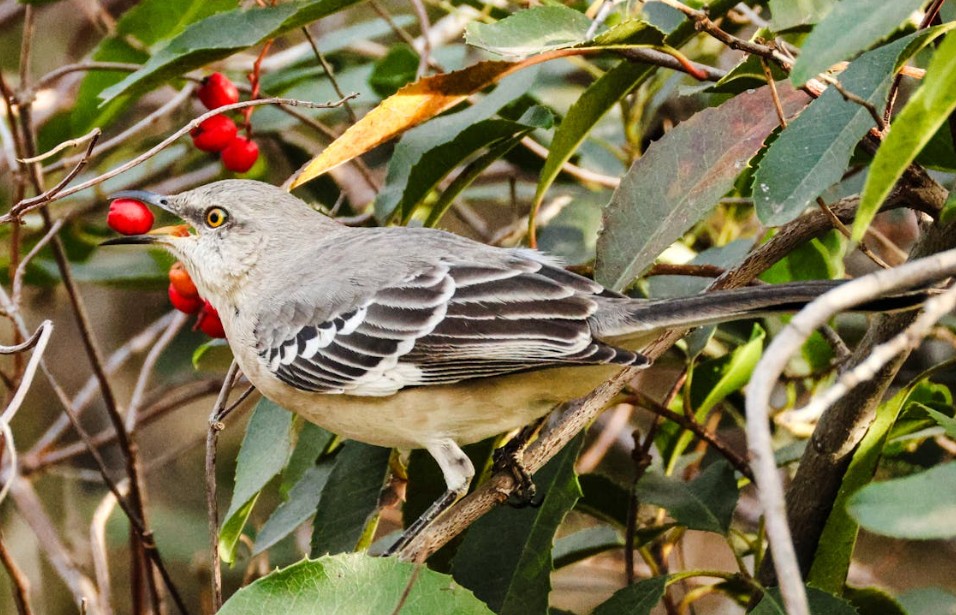 To kill a million mockingbirds