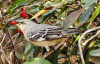 To kill a million mockingbirds