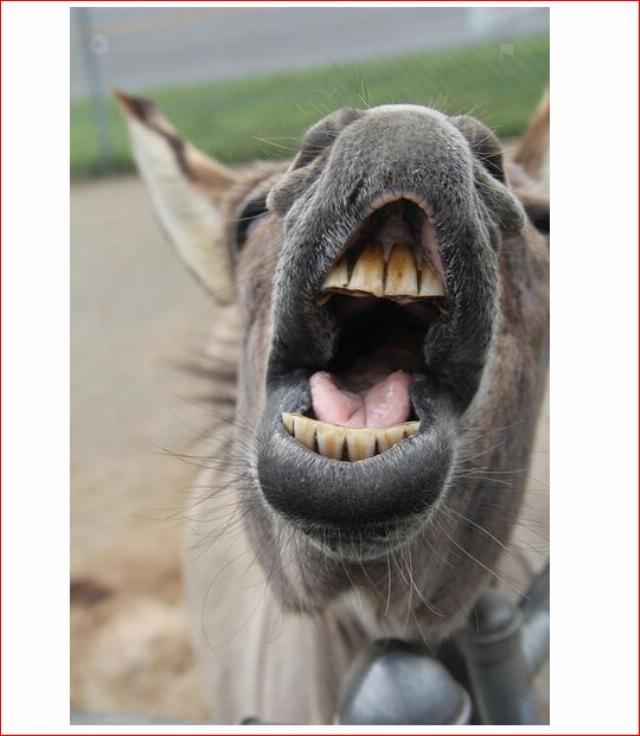 donkey shows its teeth