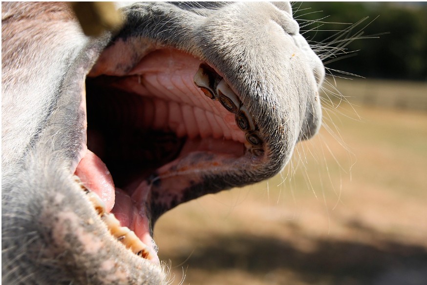 Who, again, are the real authoritarians?