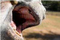 Who, again, are the real authoritarians?