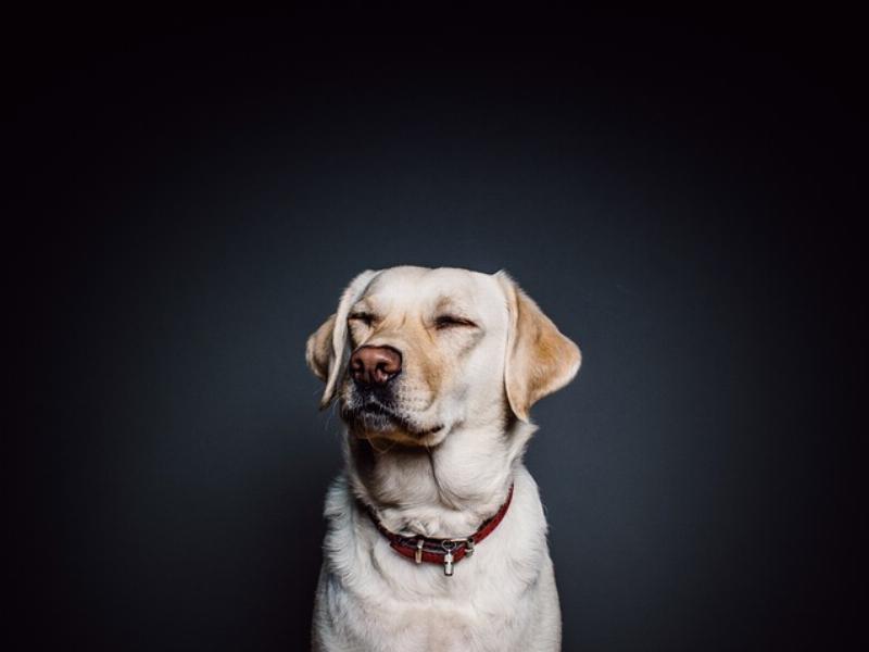 NextImg:Fido starts a raging house fire after the lithium ion battery pack he’s using as a chew-toy explodes