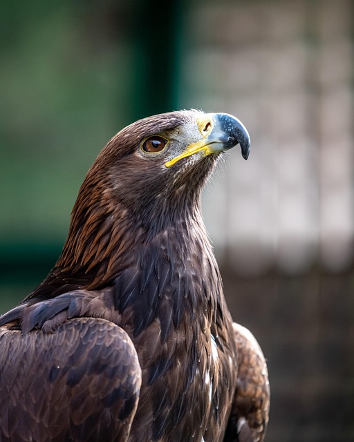 Growth of wind ‘farms’ put Golden Eagle on ‘path to possible extinction’