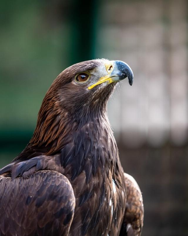 Free image, Pixabay license.