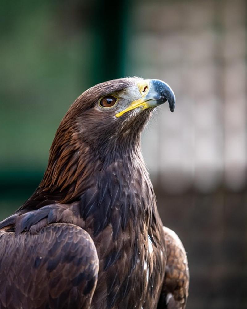 NextImg:Growth of wind ‘farms’ put Golden Eagle on ‘path to possible extinction’