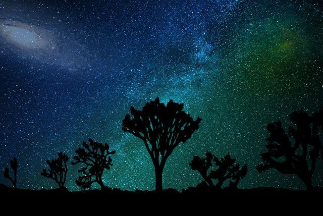 California ‘clean energy’ company set to bulldoze more than 3,500 Joshua trees, so coastal homes can go ‘carbon neutral’