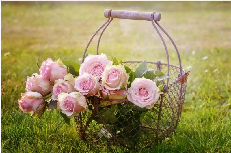 Patience as Roses in the Age of Instant Expectation