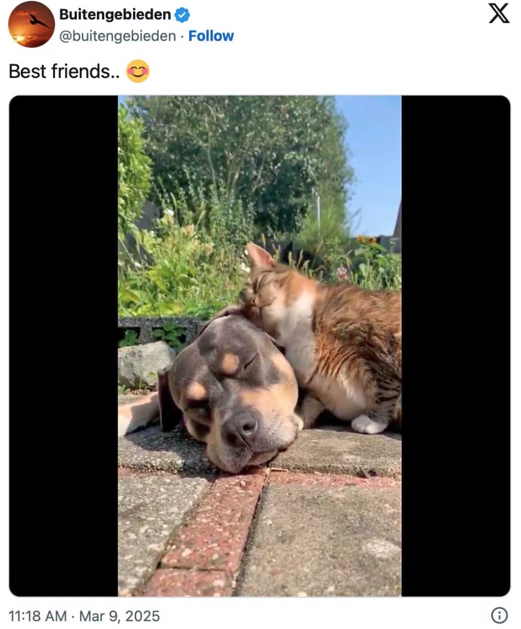 Existential climate threat: dogs?!