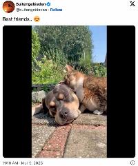Existential climate threat: dogs?!
