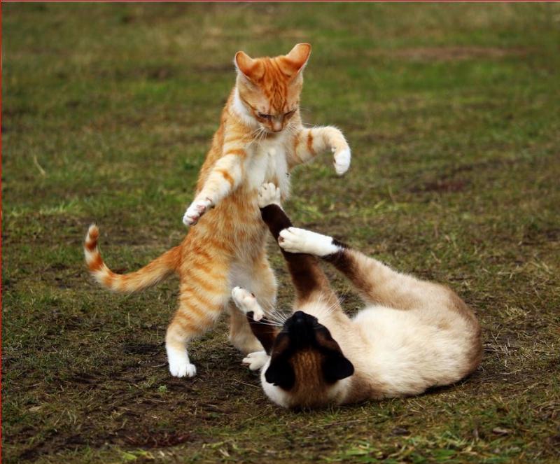 NextImg:Catfight: As Biden and Trump smile cordially, Jill Biden cuts Kamala Harris dead