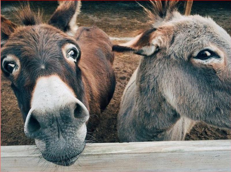 NextImg:Murder, they wrote? Democrats try to incite violence in another 'summer of love'