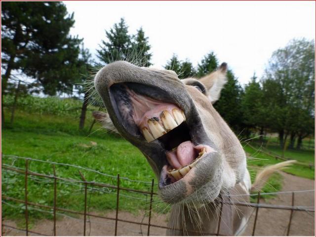 Donkey teeth