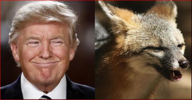 Trump and fox