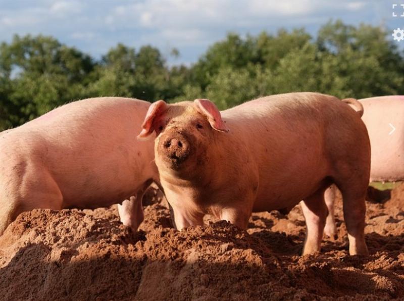 NextImg:Tyson Foods fires American employees while employing illegal aliens