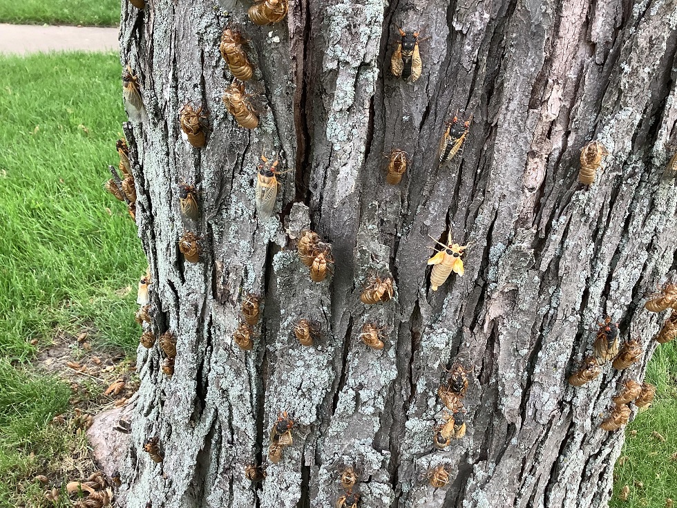 Anti-Israel protestors and 17-year cicadas