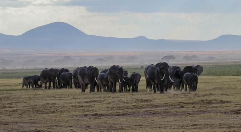 NextImg:Germany’s leftist government tries to browbeat Botswana and Namibia into submission