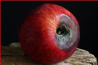 Hamas thug calls recognition of the Palestinian state a 'fruit' of the Oct. 7 massacre
