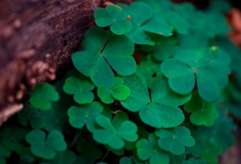 NextImg:Ramadan and St. Patrick: A Warning to the West